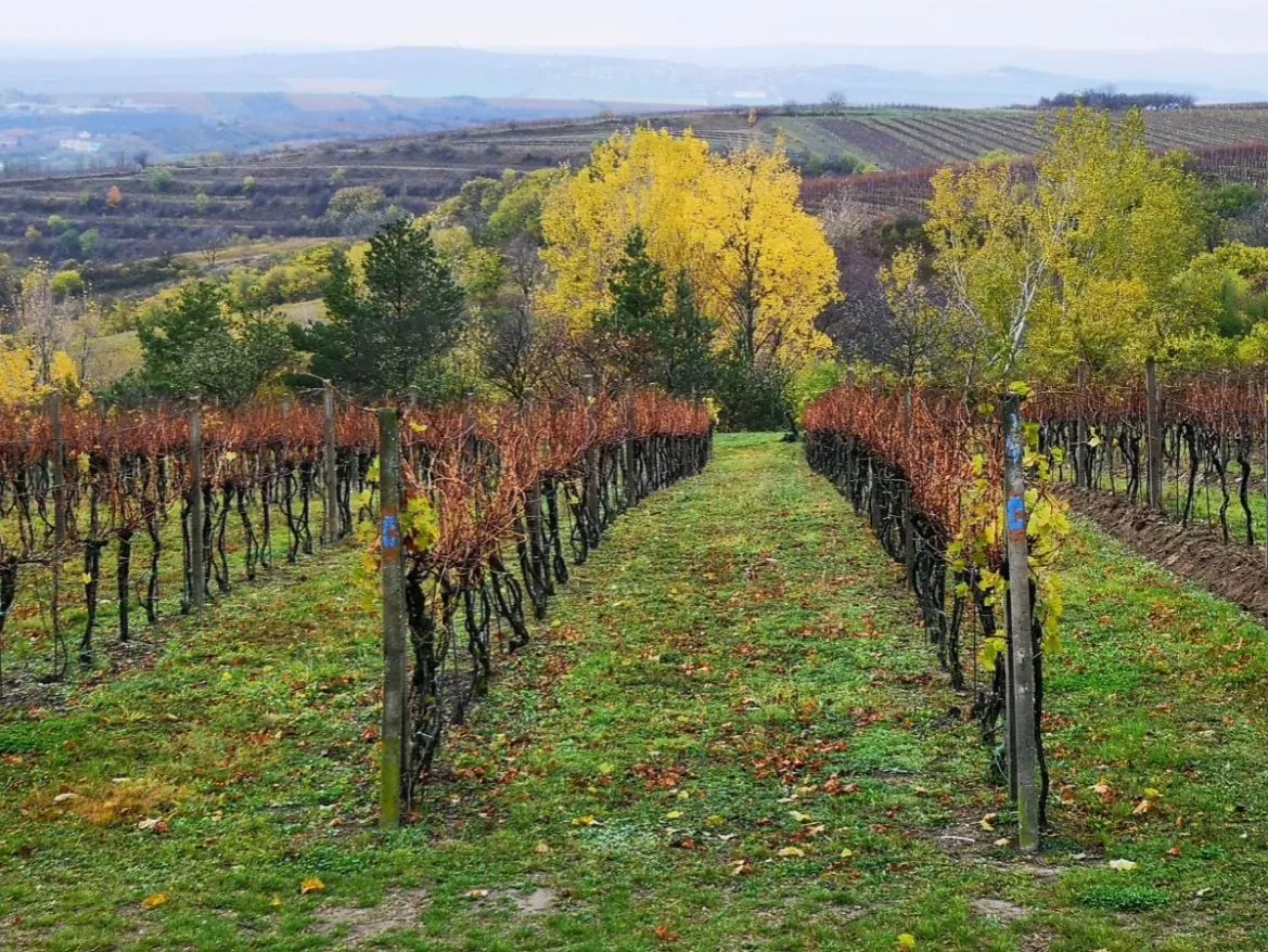 Winnice Moraw Południowych jesienią