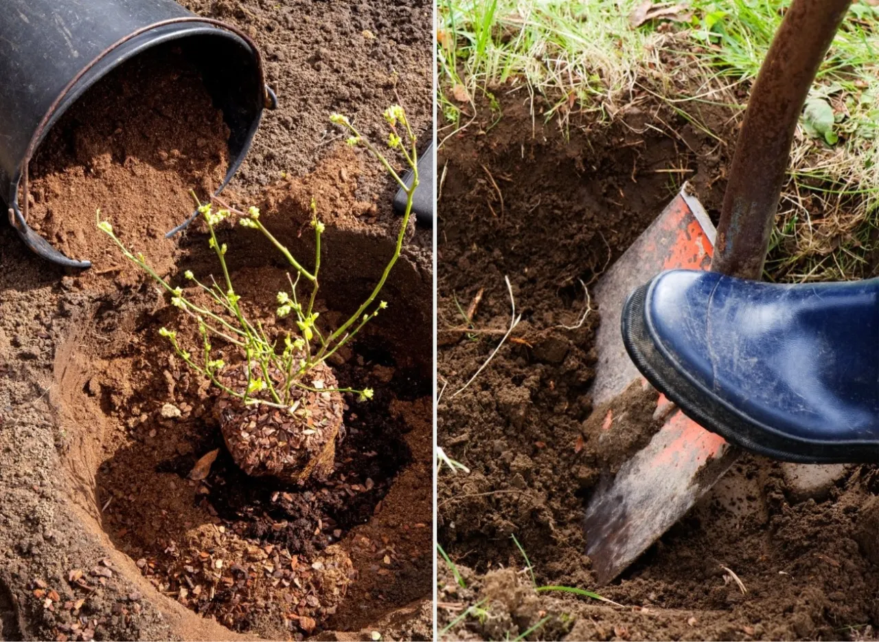 zastosowanie torfu odkwaszonego w ogrodzie