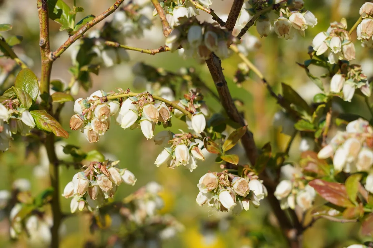 Delikatne, białe kwiaty borówki amerykańskiej, zapowiadające przyszłe owoce. Właśnie wtedy, kiedy kwitnie borówka amerykańska, można podziwiać jej subtelne piękno.
