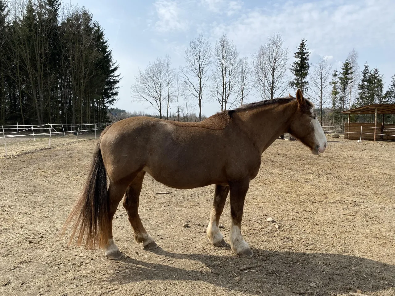 Koń z nadwagą ocena BCS