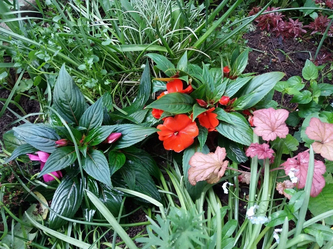 kwiaty do kwietnika słoneczne i cieniste