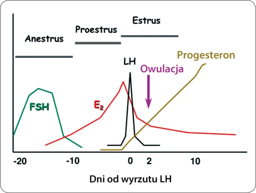 Cykl rujowy kotki schemat