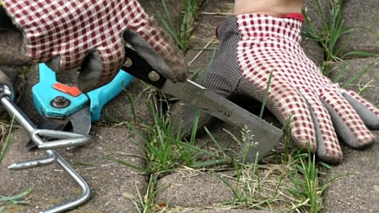 rodzaje zanieczyszczeń żwiru mech chwasty liście