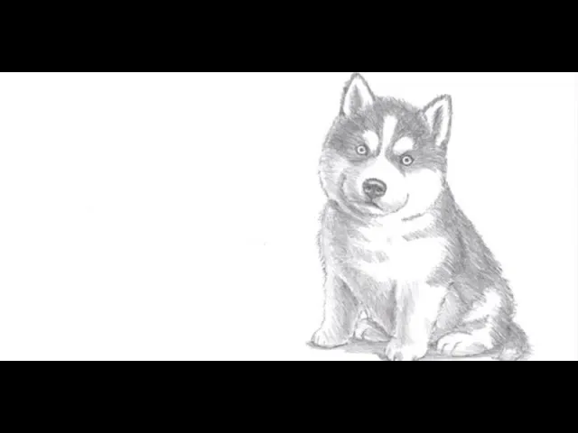 Zdjęcie Jak łatwo narysować psa husky krok po kroku dla początkujących