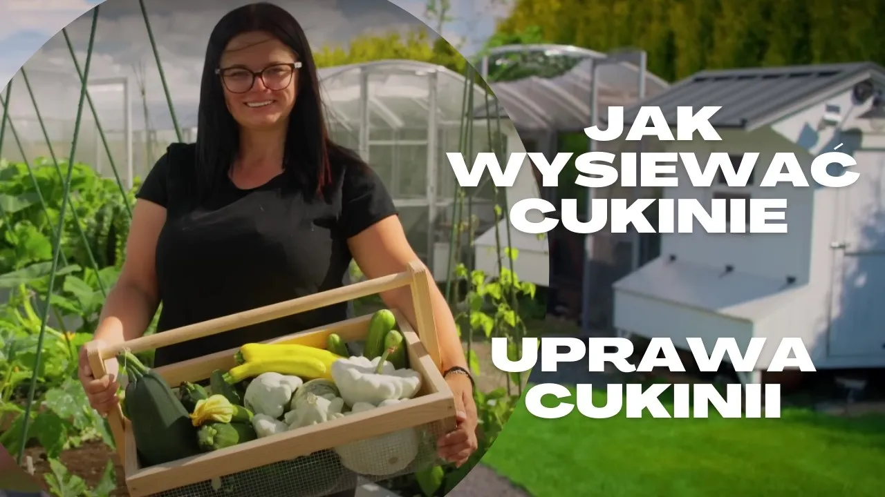 Sadzenie cukinii w ogrodzie kalendarz