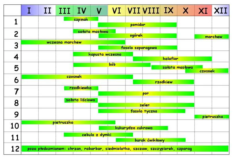 schemat uprawy współrzędnej kopru
