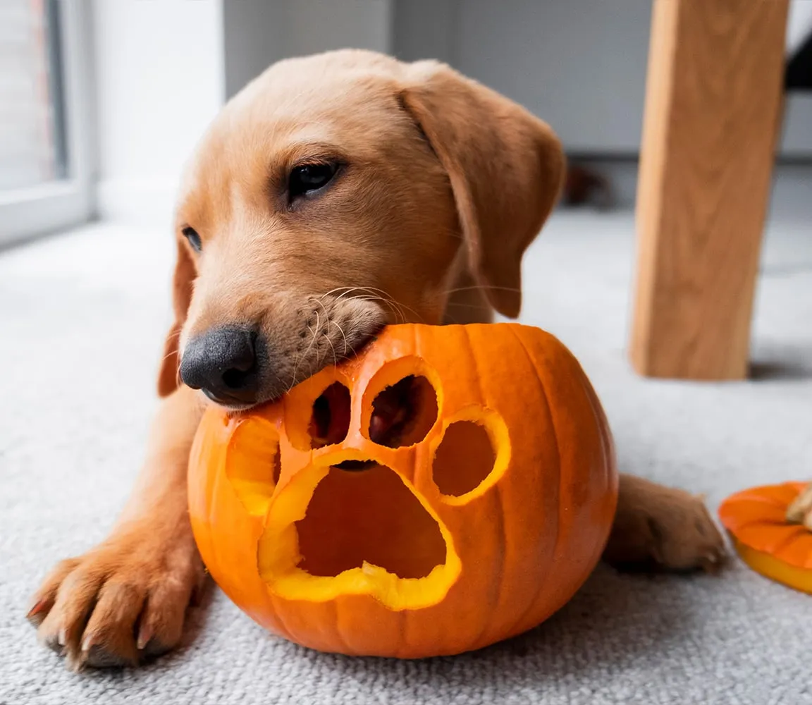 przygotowywanie posiłku dla psa z dodatkiem purée z dyni