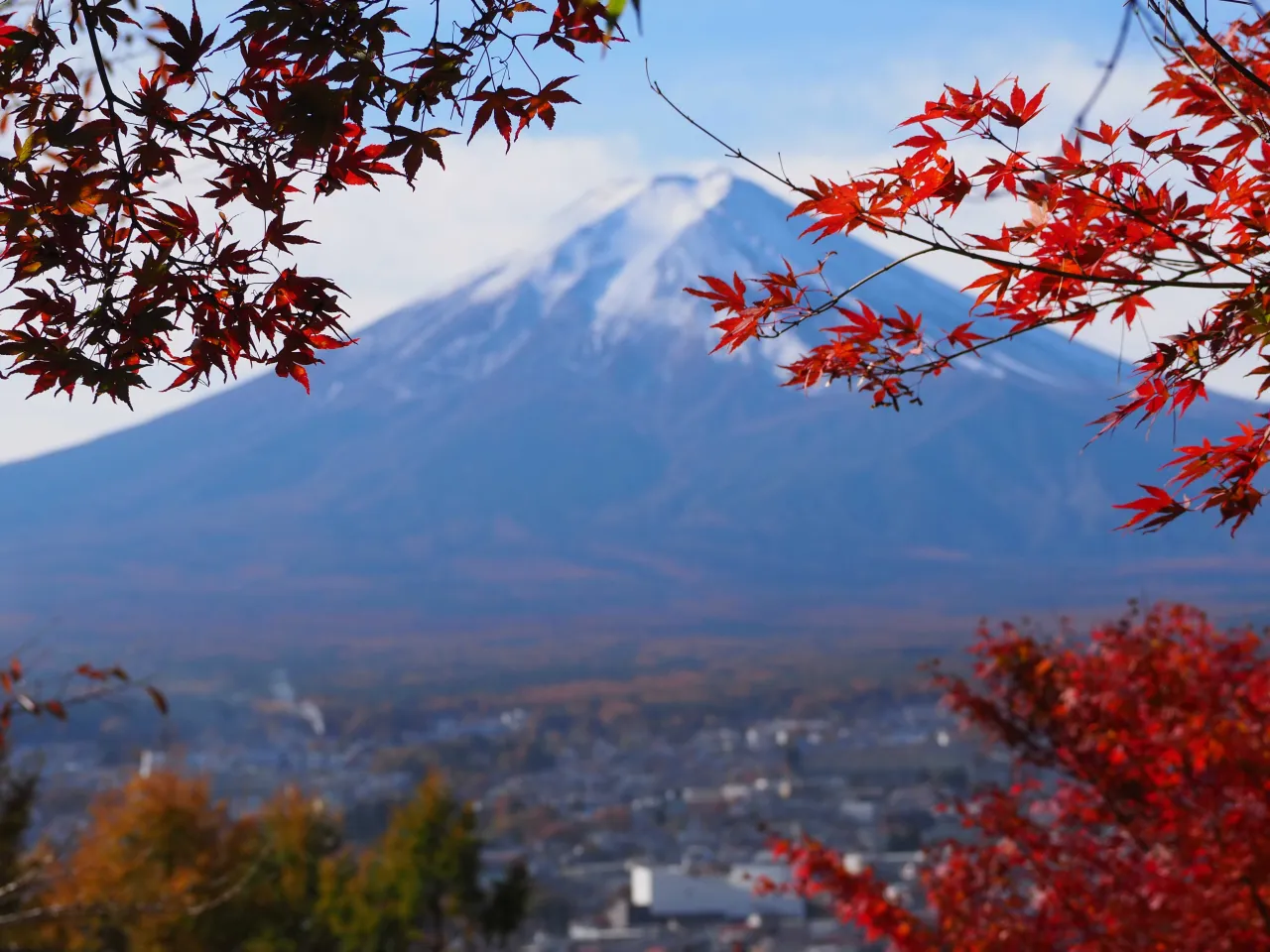 Japońskie klony momiji jesienią
