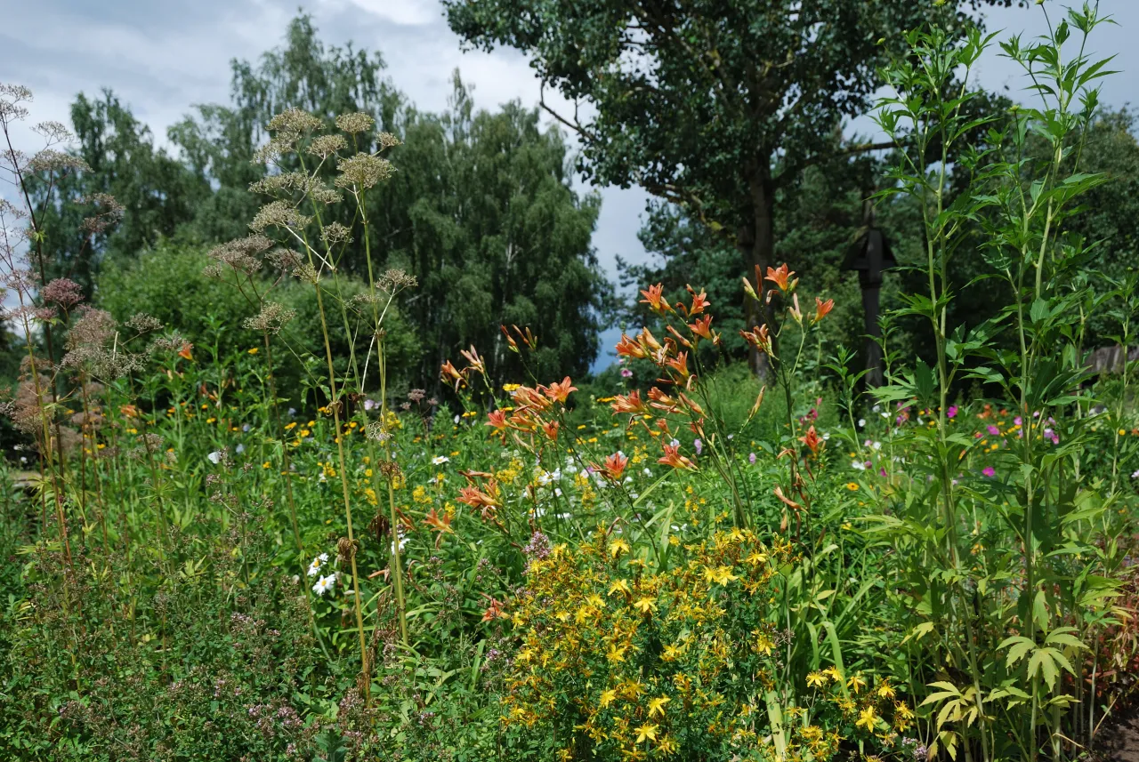 Kwitnące łąki i ogrody w czerwcu to idealny czas na zbieranie zi&oacute;ł. Widać tu m.in. dziurawiec, oregano i kwitnące lilie.