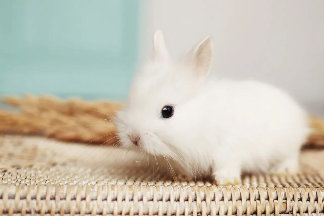 szczęśliwy królik miniaturka