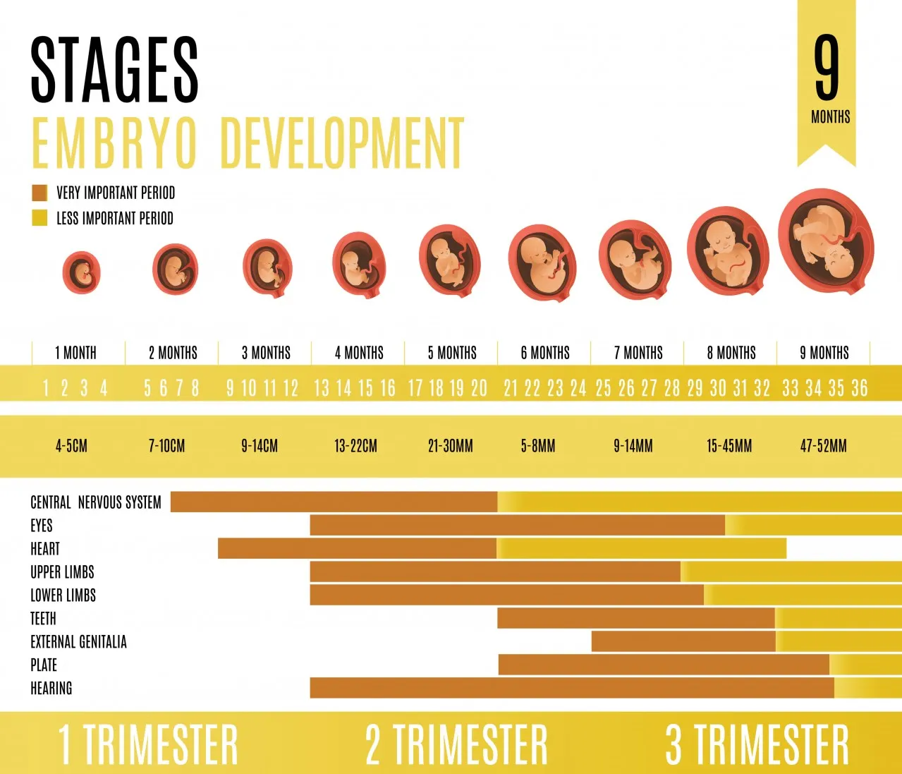 rozwój płodu tydzień po tygodniu pierwszy trymestr