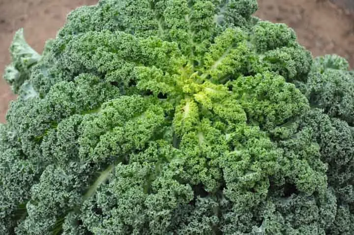 świeży jarmuż zielony i fioletowy