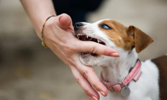 szczeniak gryzie gryzak