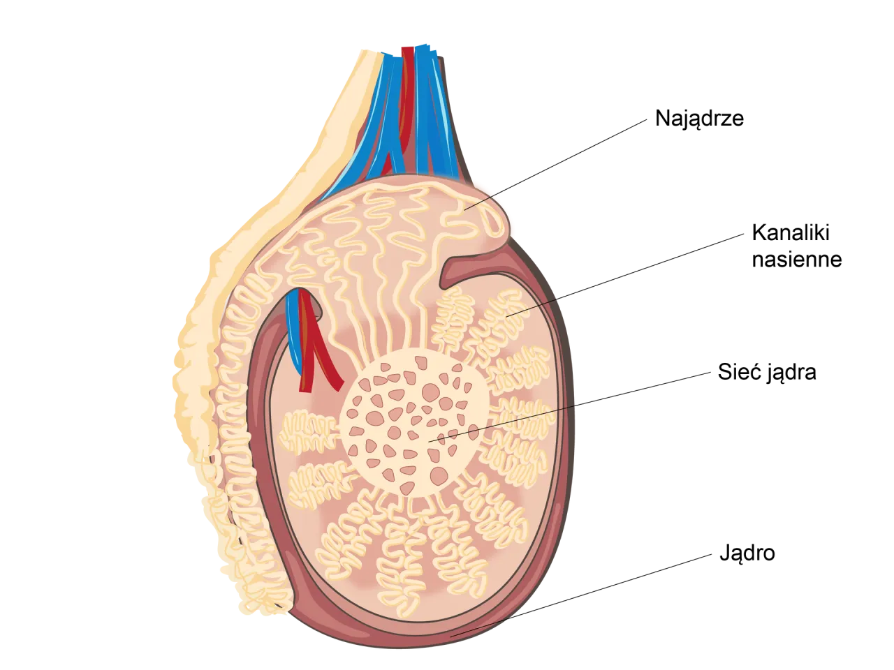 Anatomia męskiego układu rozrodczego z jądrami