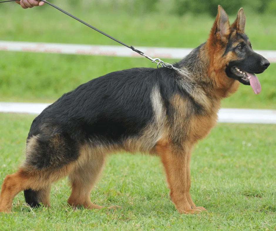 Owczarek niemiecki linia użytkowa vs wystawowa