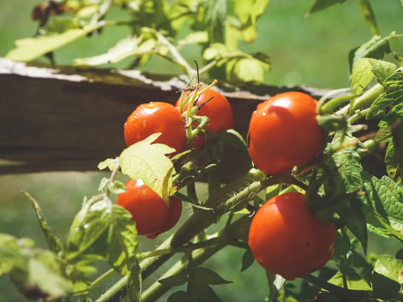 Sadzenie pomidor&oacute;w głęboko