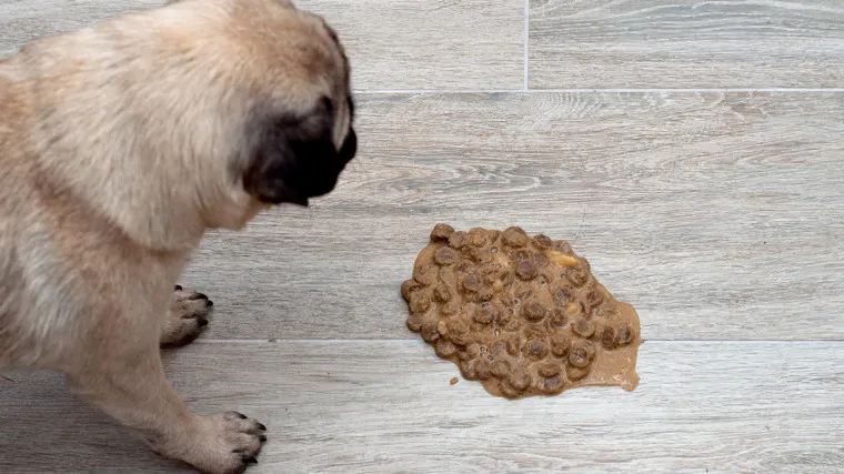 pies chory, pies wymiotujący, pies z krwią w kale, pies cierpiący