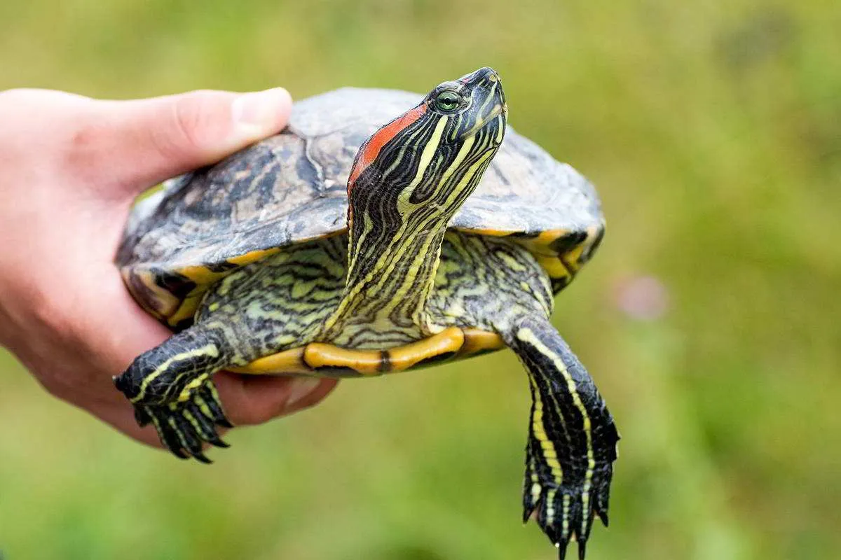 Ż&oacute;łw błotny Emys orbicularis w polskim środowisku
