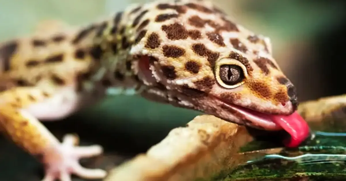Zdjęcie Ile powinien ważyć gekon lamparci? Sprawdź, czy twój jest zdrowy