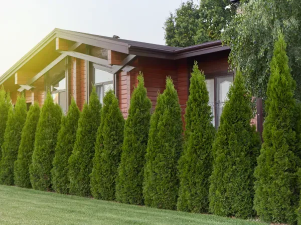 sadzenie żywopłotu odległość od granicy