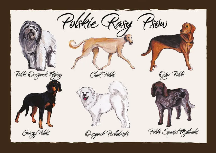 polskie rasy psów