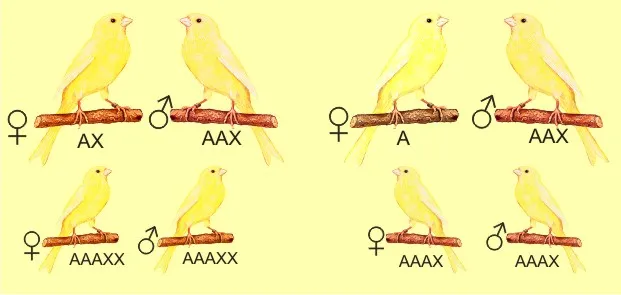por&oacute;wnanie kloaki samca i samicy kanarka schemat