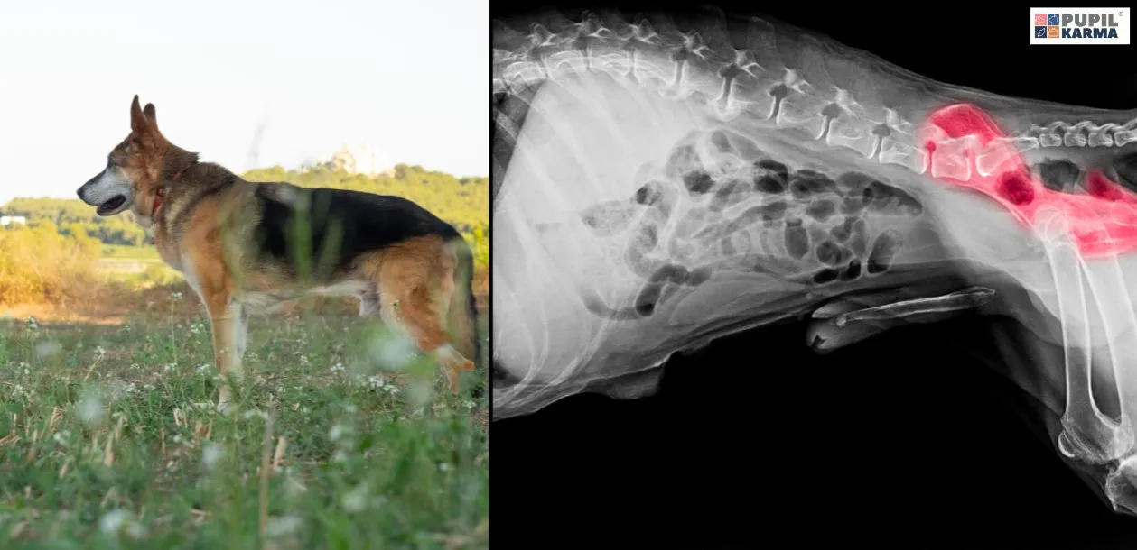 Szczeniak z dysplazją objawy