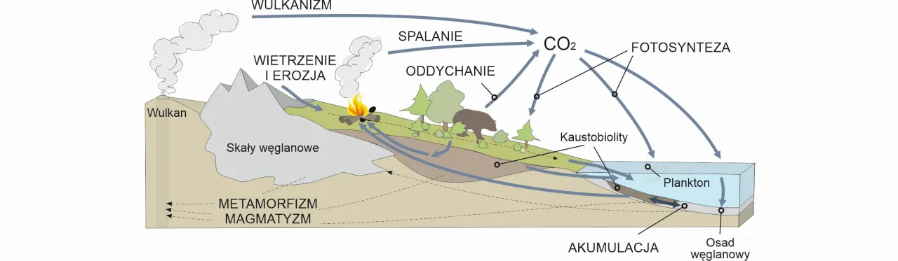 przekrój geologiczny powstawanie węgla