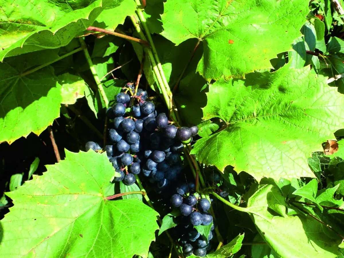 kalendarz przycinania winogron w Polsce