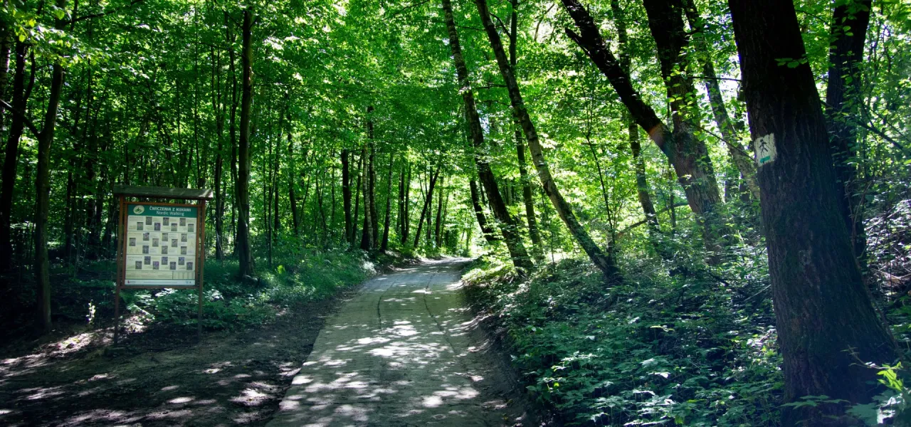 Wąwozy lessowe Nałęcz&oacute;w trasy spacerowe