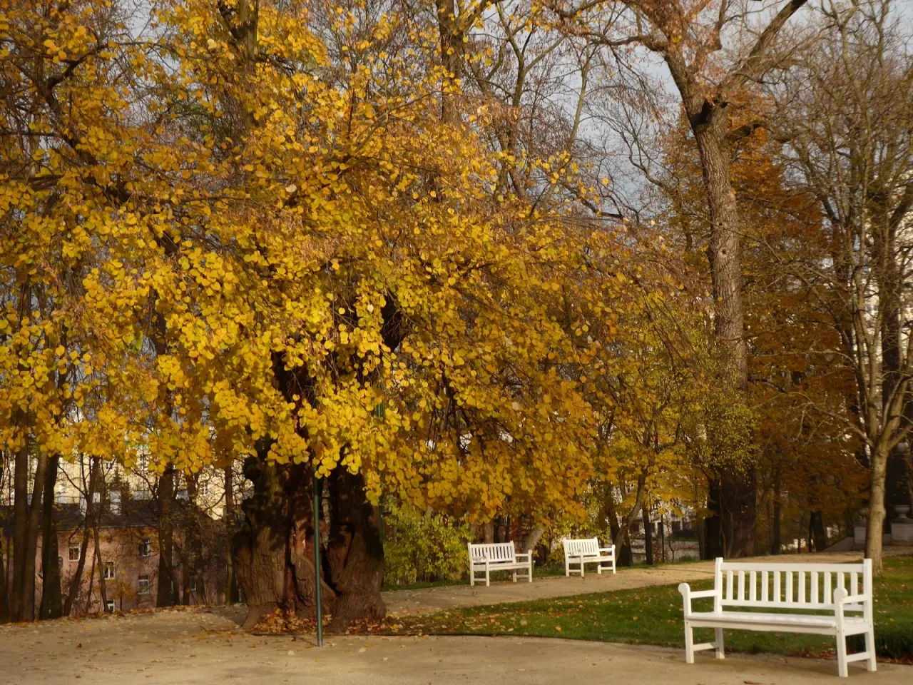 Złote liście drzew tworzą tło dla pustych ławek, jakby wiersz o końcu lata.