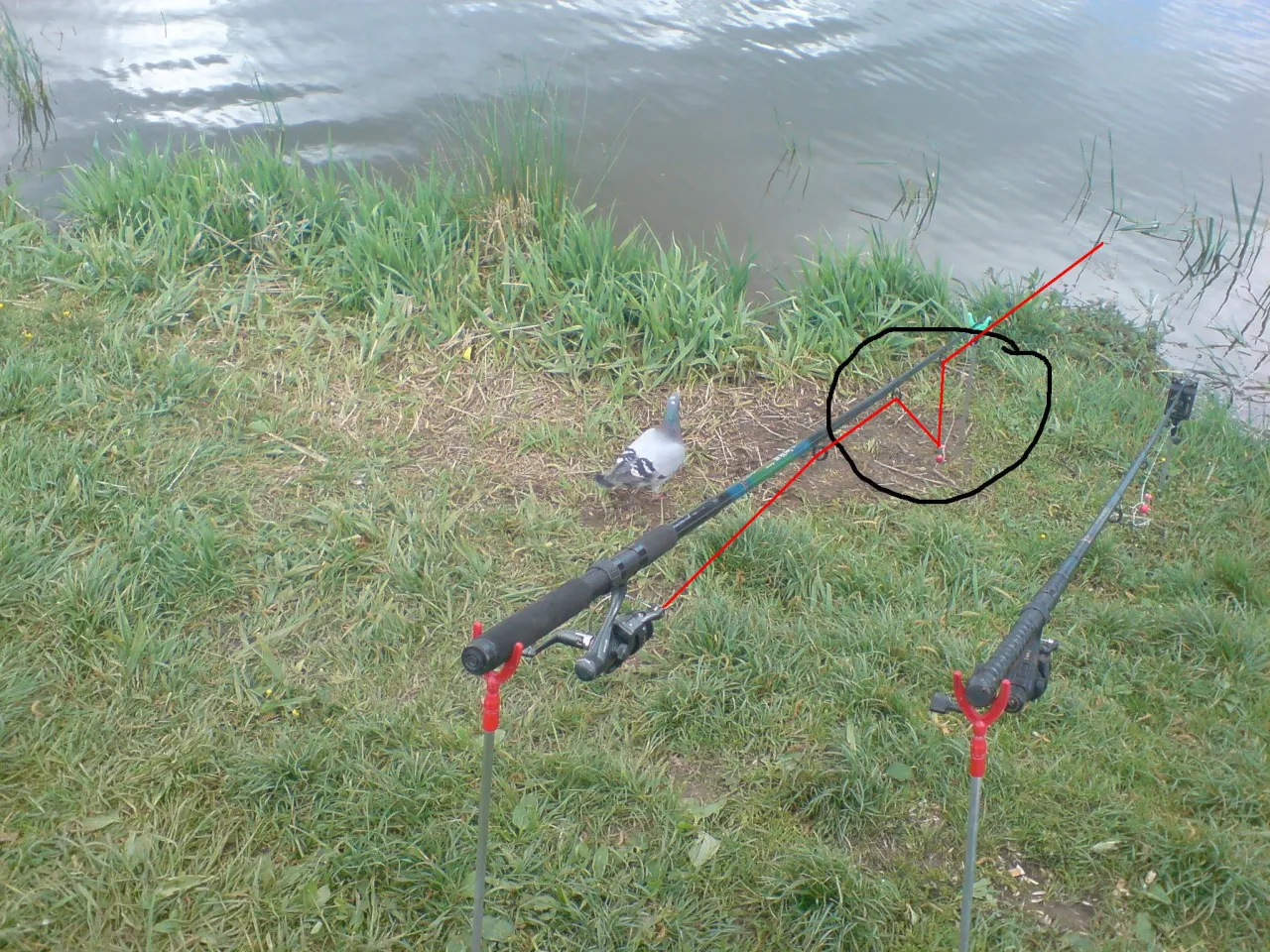 Dwie wędki na grunt gotowe do akcji nad wodą. Gołąb obserwuje przygotowania do łowienia.
