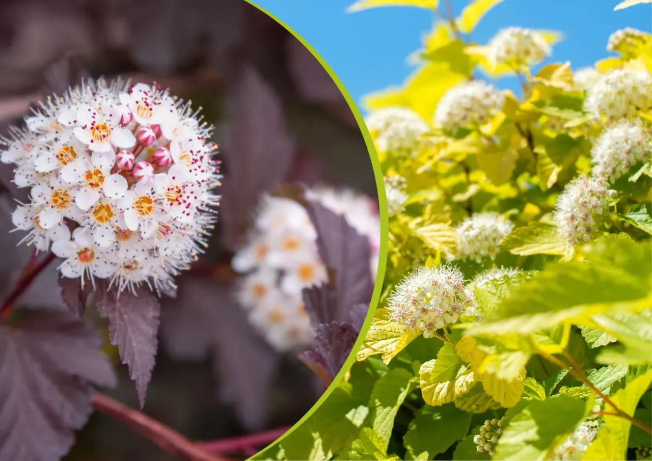 Pęcherznica kalinolistna przed i po cięciu