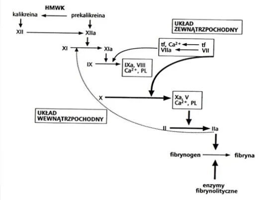 Schemat kaskady krzepnięcia krwi