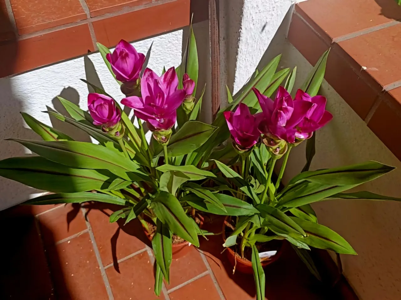 Warunki uprawy kurkumy w doniczce