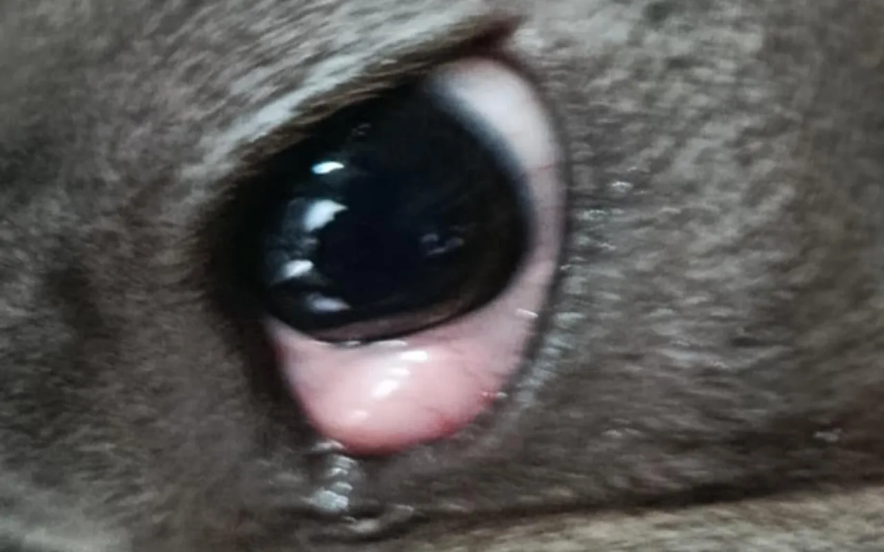 Koszty operacji cherry eye pies Polska