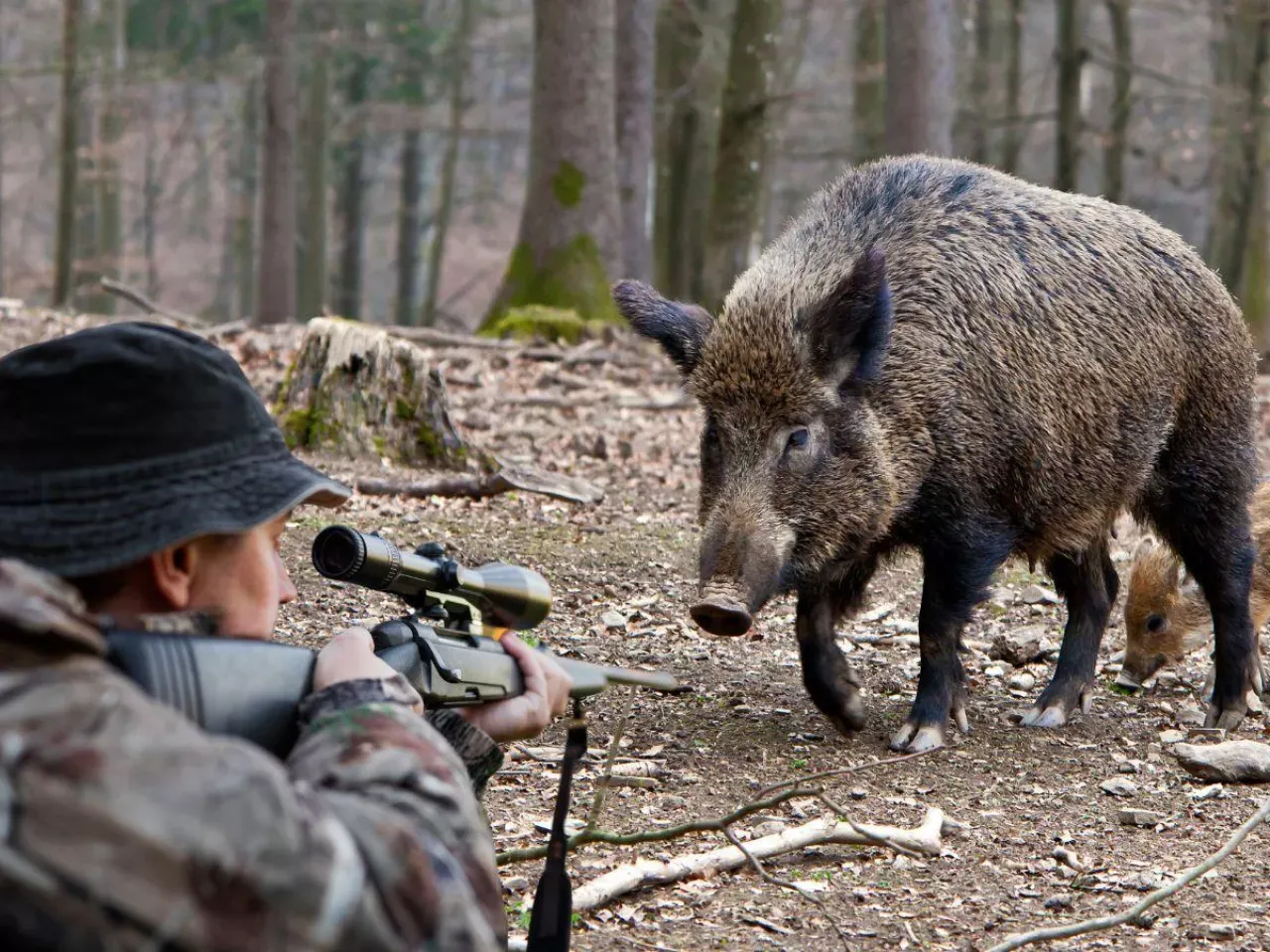 Myśliwy celuje do dzika w lesie. Czy myśliwi mogą chodzić po cudzym polu, by polować? Dzik z młodym na ziemi.