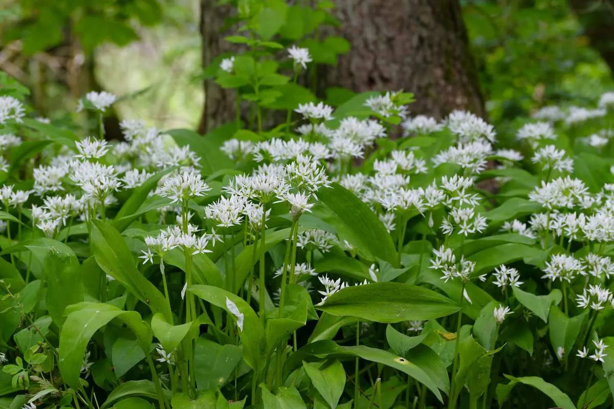 Czosnek niedźwiedzi w naturalnym środowisku