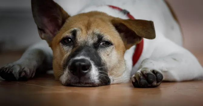 pies wymiotuje po zjedzeniu orzech&oacute;w