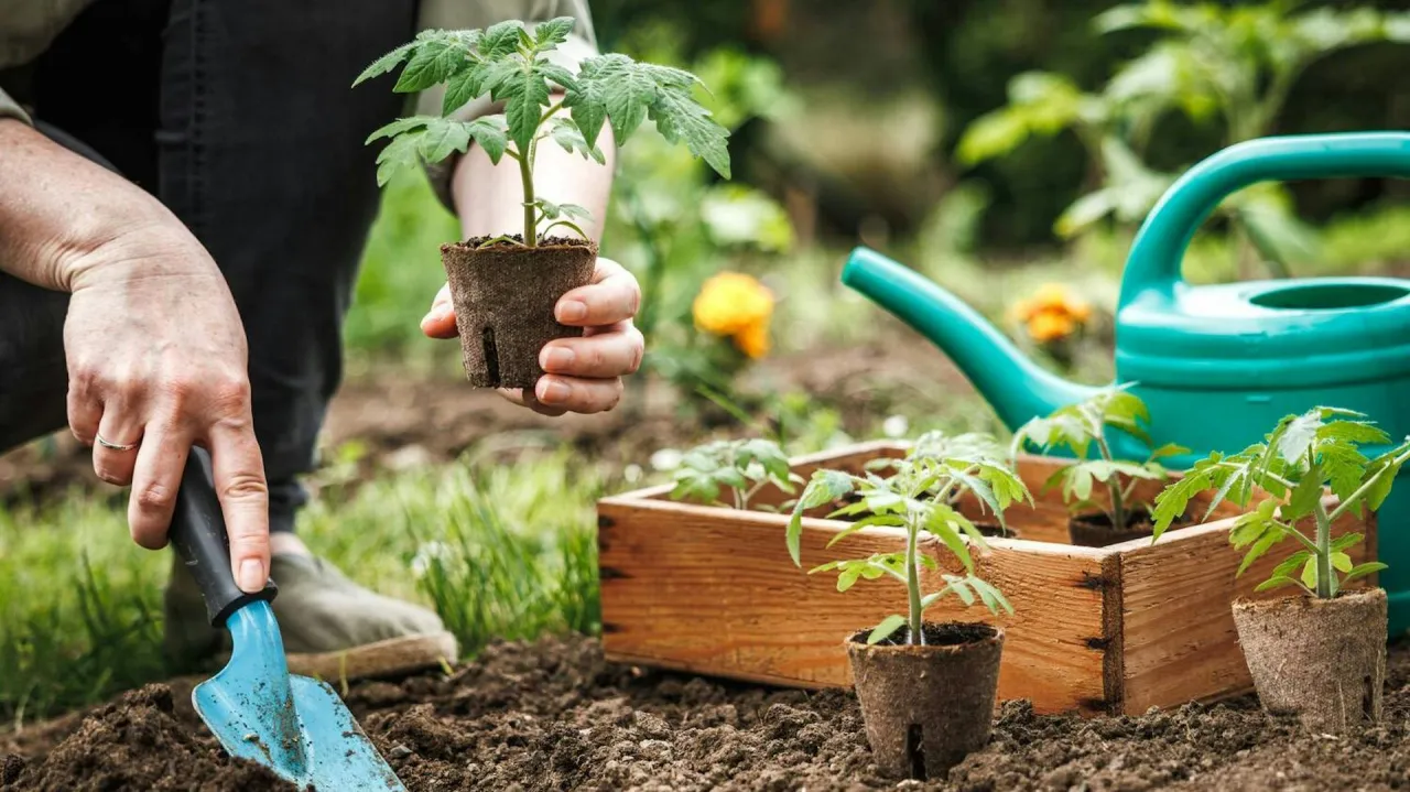 Przygotowanie gleby pod pomidory