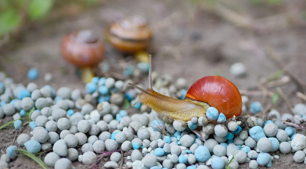 Ślimak przemierza ścieżkę z niebieskich i szarych granulek, które mogą być środkiem na ślimaki w ogrodzie.