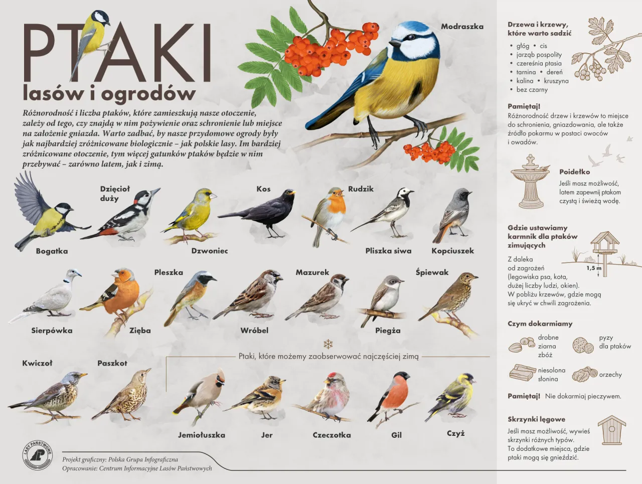 najpopularniejsze ptaki w polskich ogrodach infografika