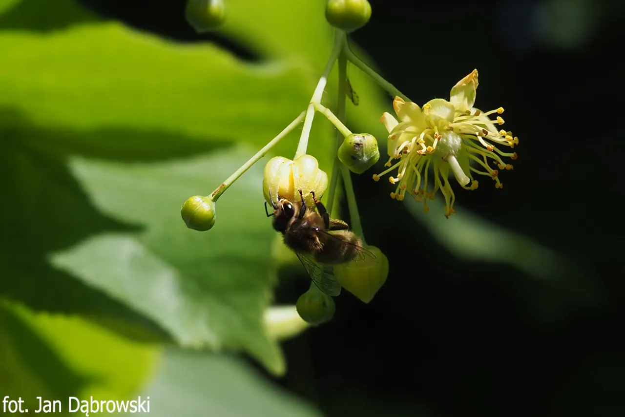 Pszczoła zbiera nektar z kwitnącej lipy. Widać pąki i kwiaty, a w tle zielone liście.