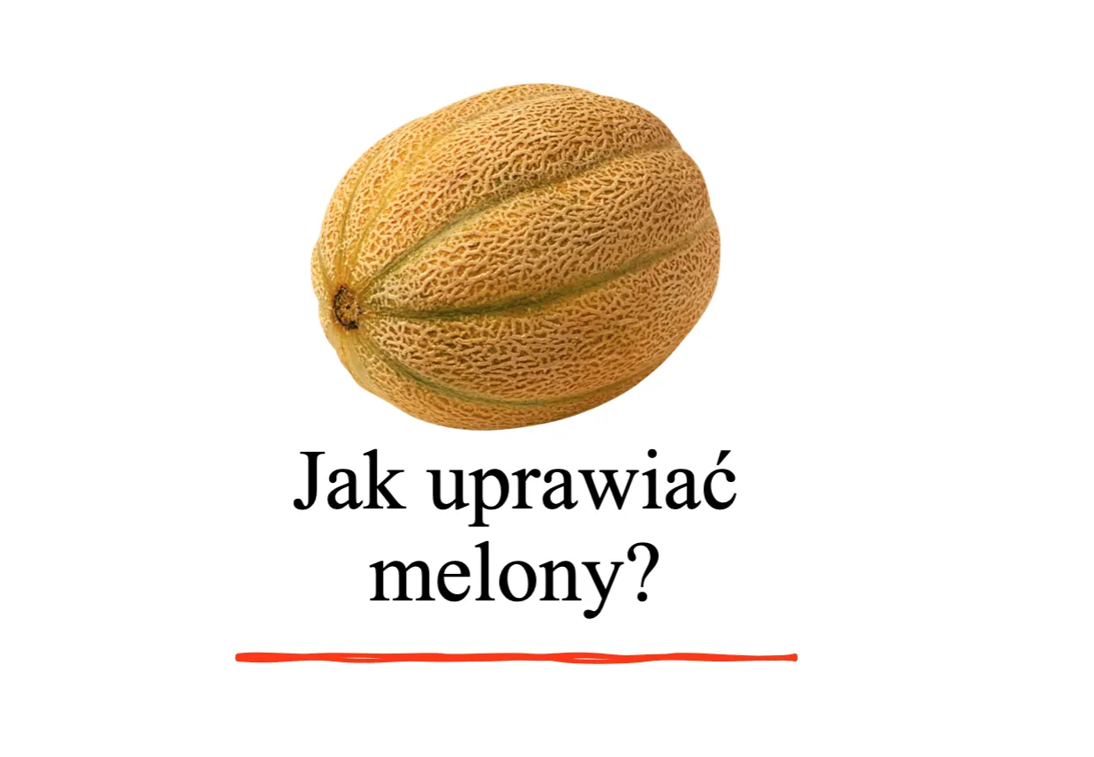 Zdjęcie Jak uprawiać melony: proste kroki do sukcesu w ogrodzie