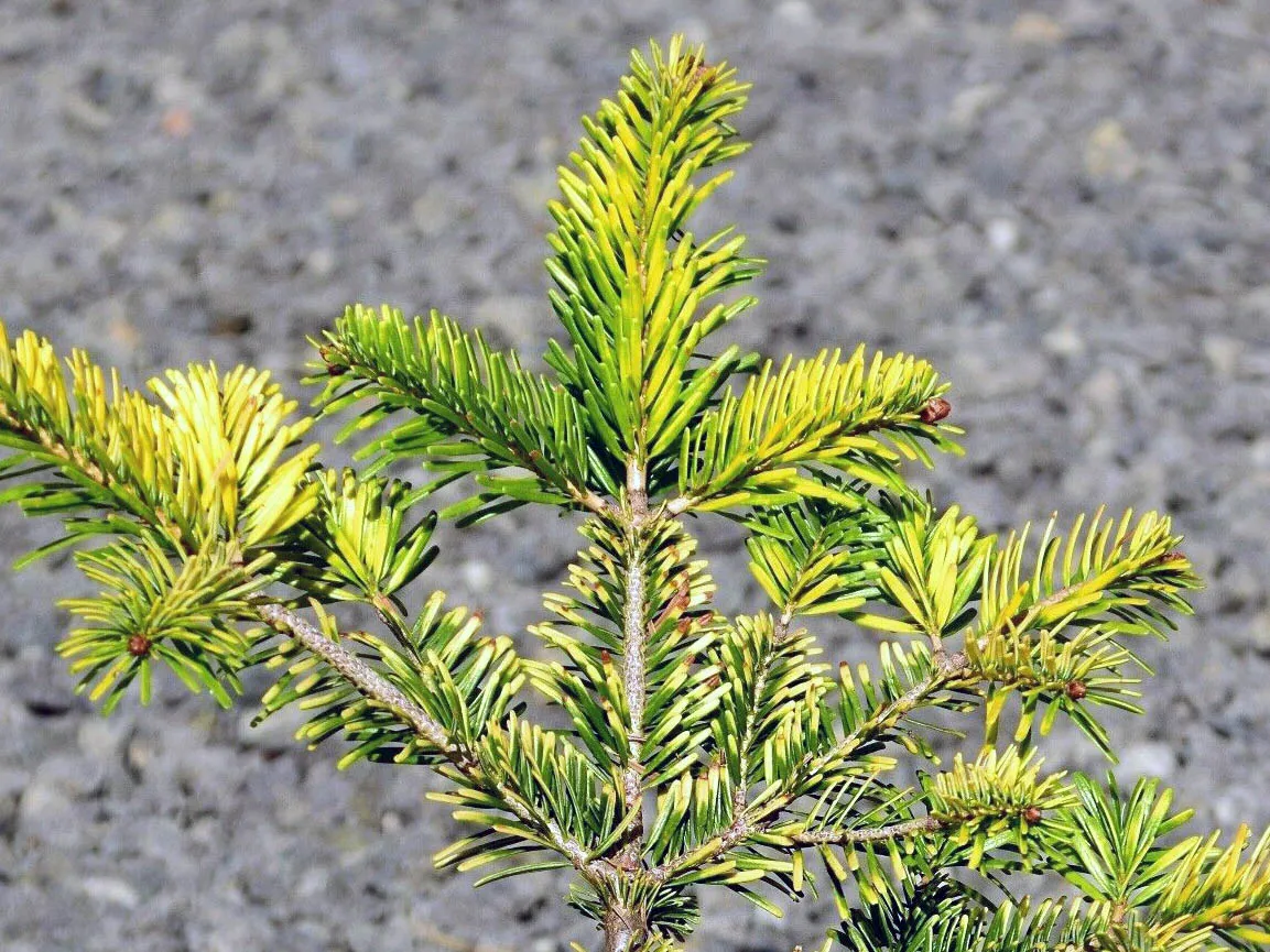 jodła kaukaska przycinanie kalendarz