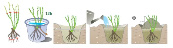 sadzenie r&oacute;ży rabatowej krok po kroku