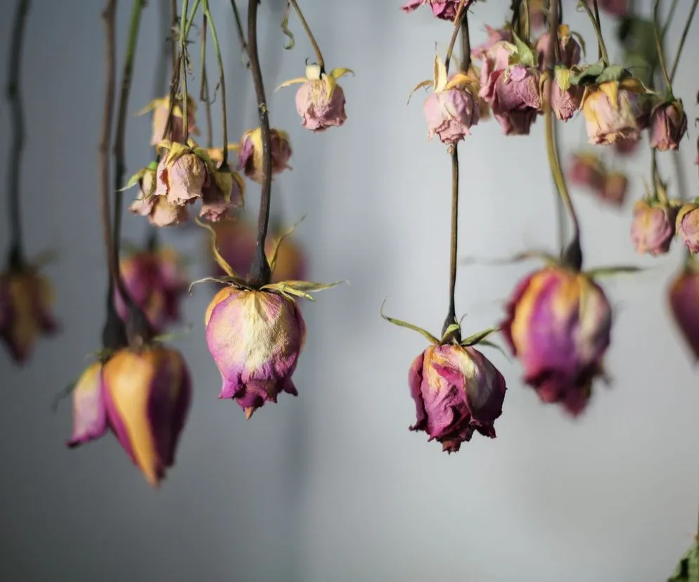 suszenie r&oacute;ż do g&oacute;ry nogami instrukcja