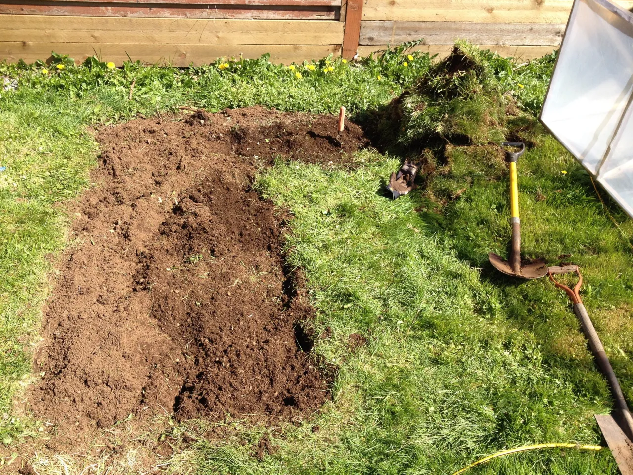 Przekształcanie trawnika w ogr&oacute;dek warzywny: wykopana ziemia, łopaty i rękawice czekają na sadzenie.