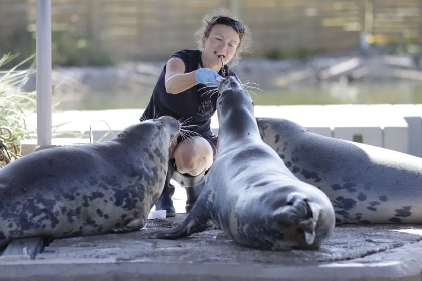 Fokarium Hel karmienie fok