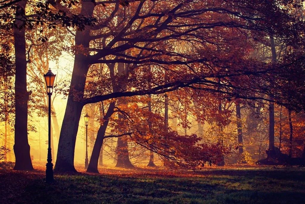 Jesienny krajobraz pełen kolorowych liści i drzew